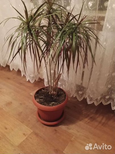 Пальма драцена