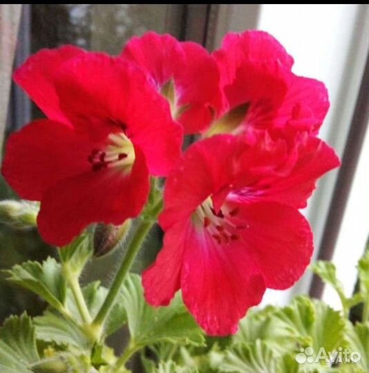Королевская сортовая пеларгония