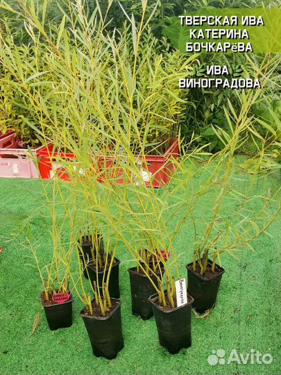 Саженцы сортовой ивы Виноградова для плетения