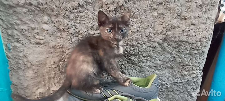 Красивые домашние котята