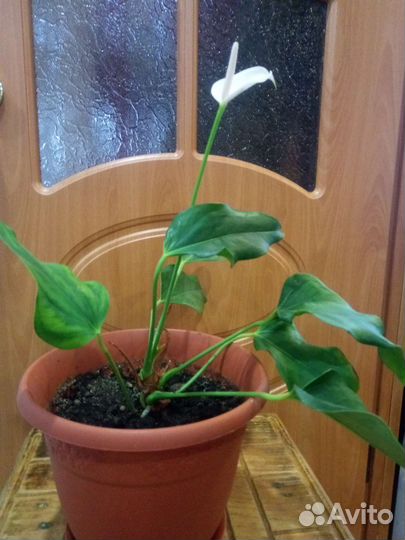 Цветы комнатные