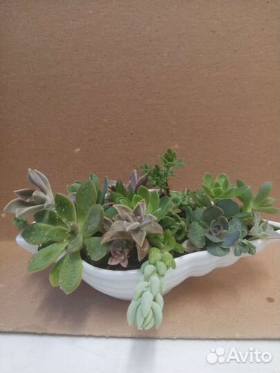 Наборы суккулентов и не только для подарка