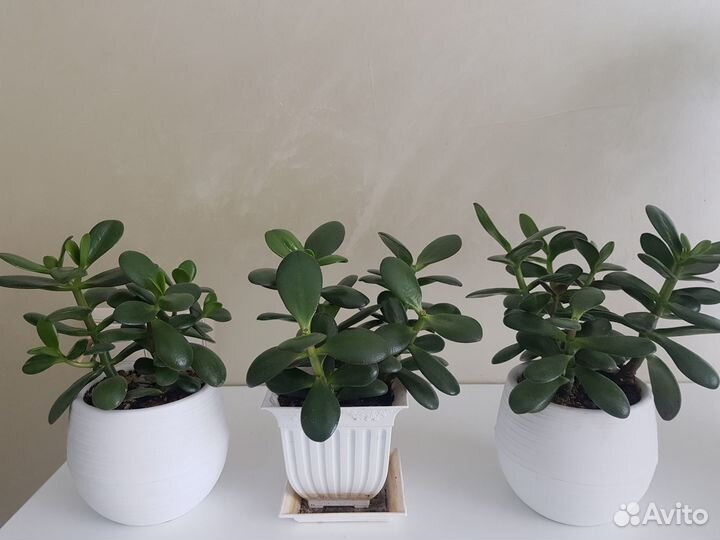 Крассула толстянка