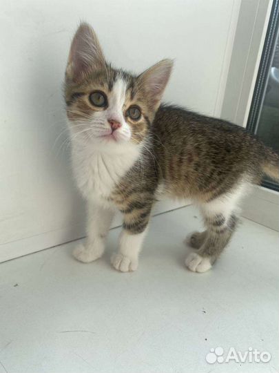 Котёнок девочка в добрые руки