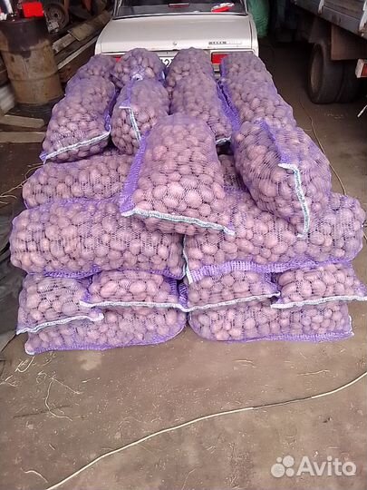 Картофель семенной