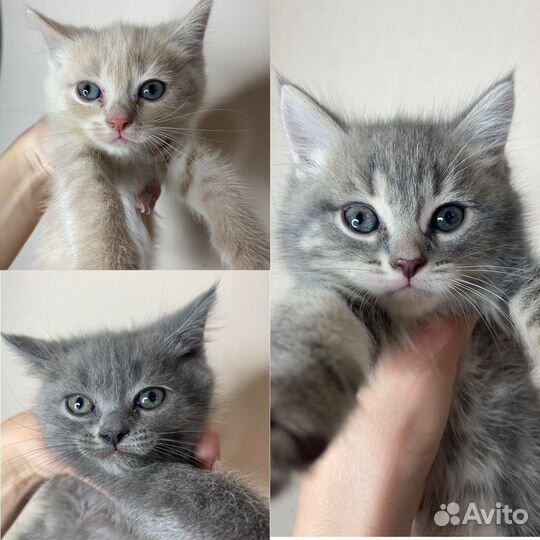 Британские котята
