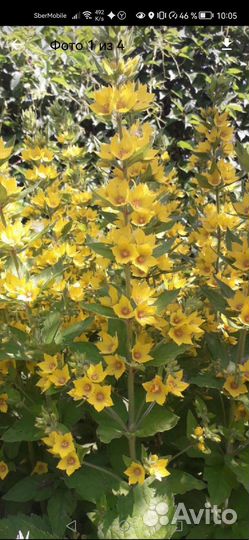 Цветы для сада и дома