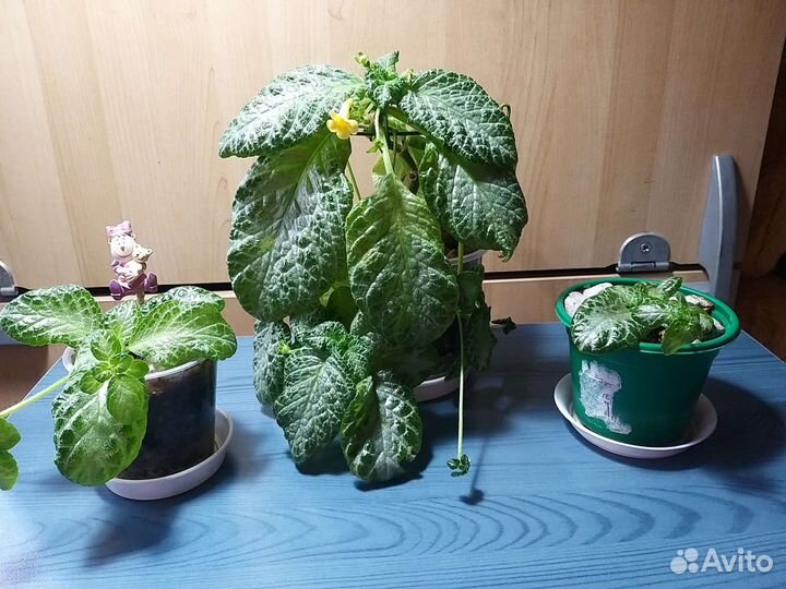 Эписция жёлтая