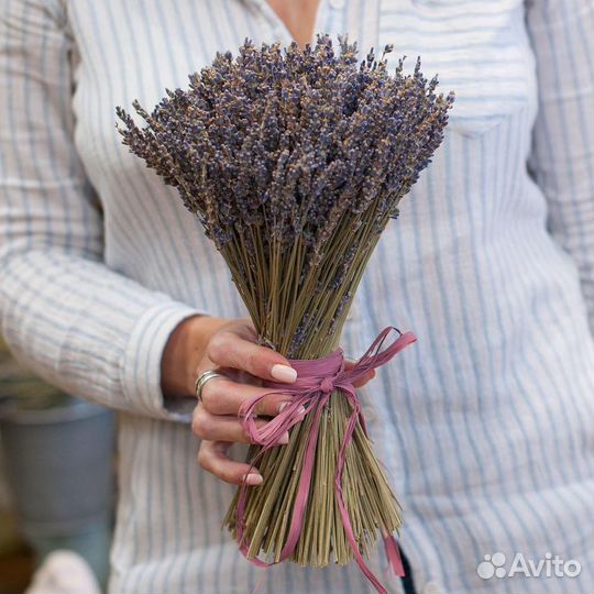 Букет из лаванды