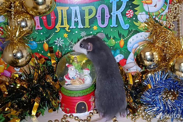 Крысята/ крыса/Дамбо/Рекс/клетка/доставка