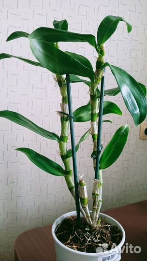 Орхидея дендробиум аполлон (dendr. apollo)