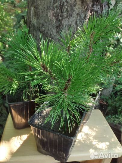 Туя Смарагд, можжевельник