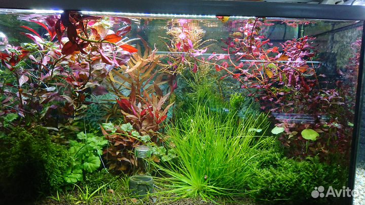 Аквариумные растения, рыбки, мхи, креветки, раки