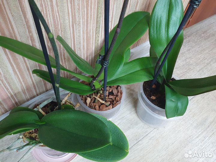 Орхидеи фиолетовые крупноцветковые (разные)