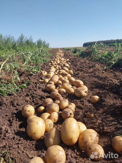 Продам картофель домашний