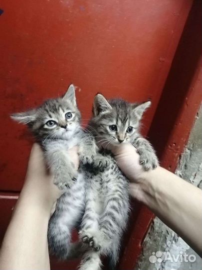 Кошка в дар бесплатно