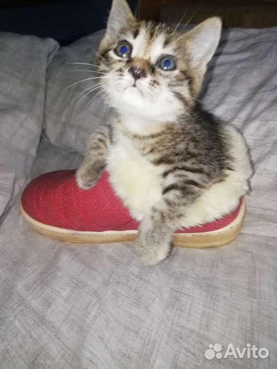 Кошечка в добрые руки