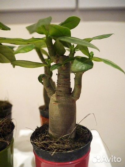 Баобаб африканский семена