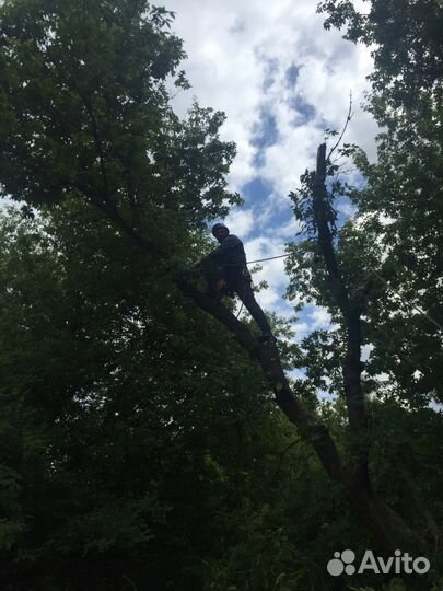 Спил деревьев