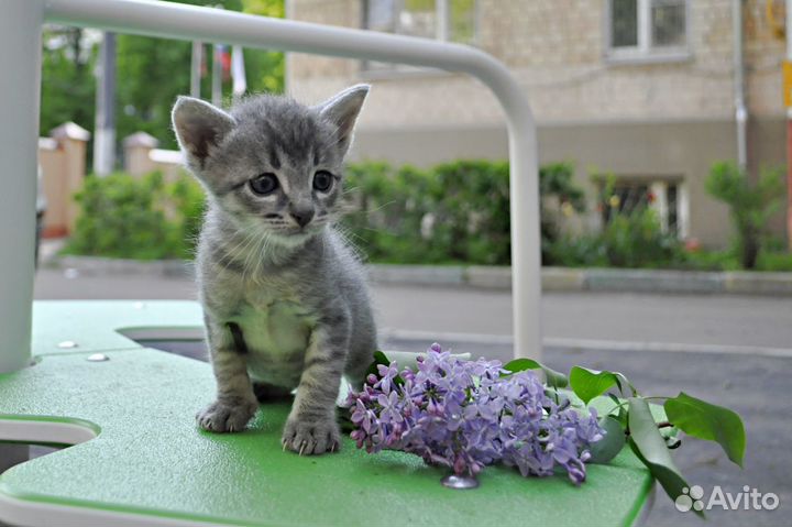 Котенок Коржик в поисках дома