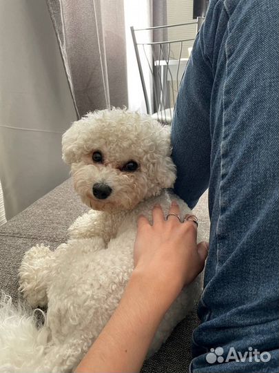 Вязка, бишон фризе мальчик