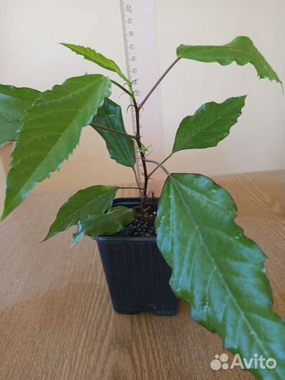 Цветы комнатные