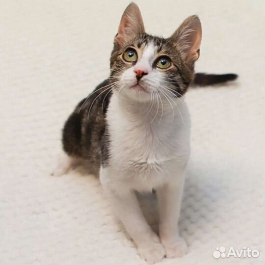 Котенок Сеня ищет дом