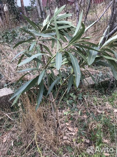 Левкой, жимолость шапочная, канны