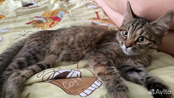 Кошка