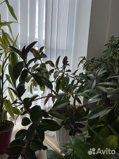 Фикус, замиакулькас, бамбук, спатифиллум