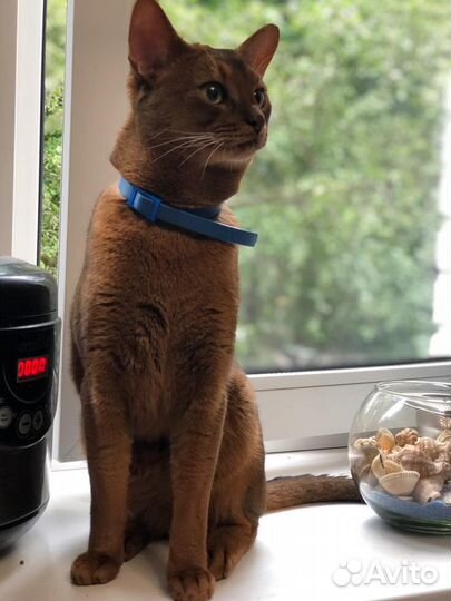 Абиссинский кот вязка