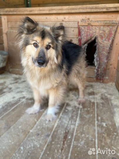 Бароша плачет в клетке