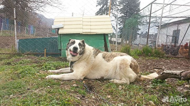 Айна ищет дом