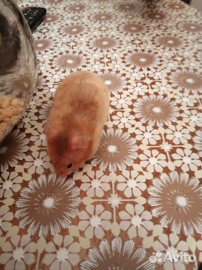 Сирийский хомяк