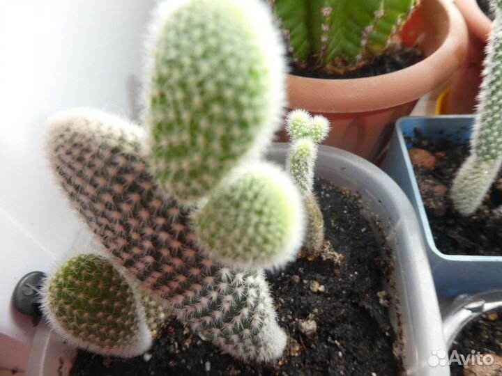 Кактус опунция