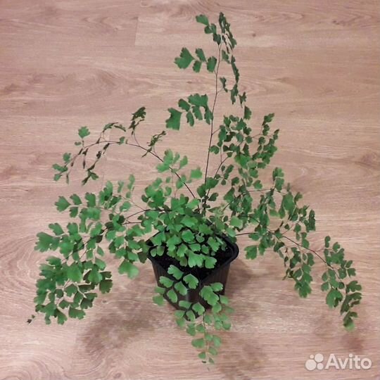 Адиантум венерин волос