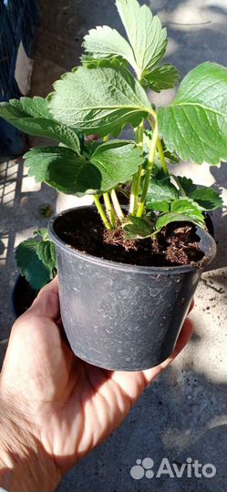 Саженцы ремонтантной клубники Хадемар