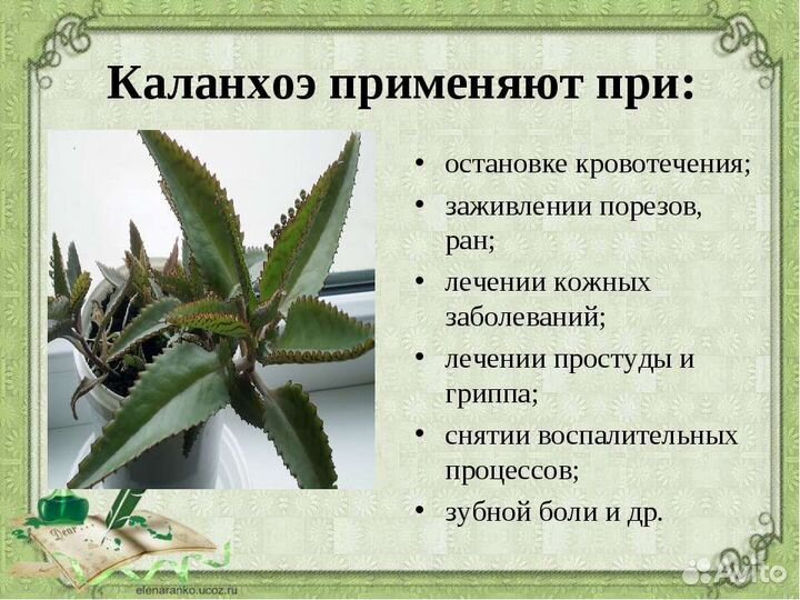 Каланхоэ лечебный