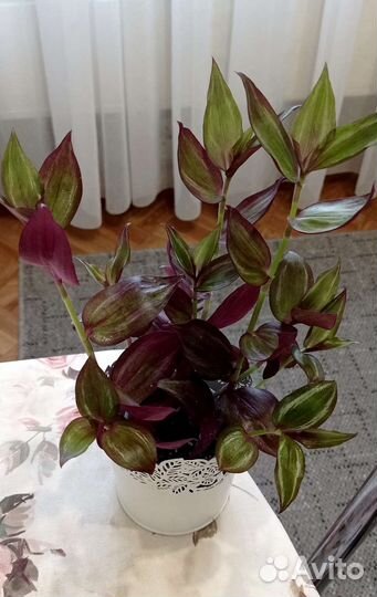 Цветы в ассортименте