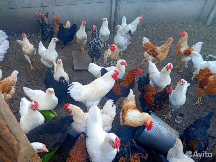 Молодые петухи