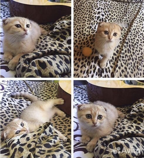 Шотландская вислоухая кошка