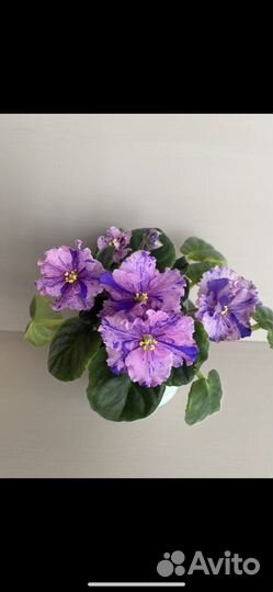 Сортовые фиалки