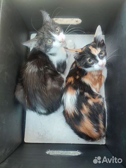 Мальчишка в добрые руки