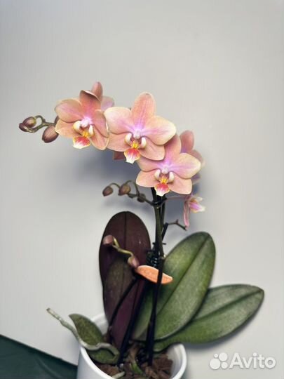 Орхидея фаленопсис