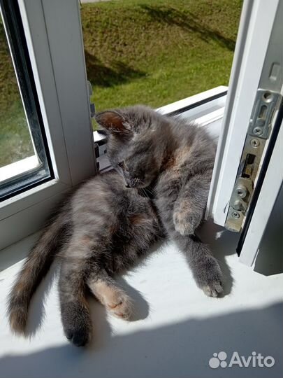 Отдам в добрые руки