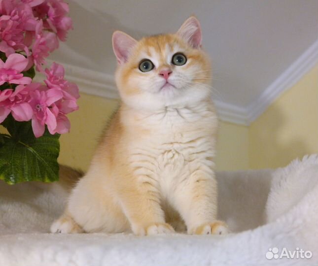 Роскошь золота