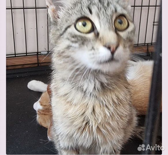 Миниатюрная кошечка из зоны сво