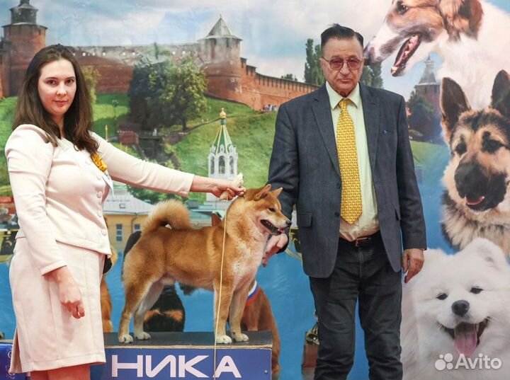 Щенки сиба ину