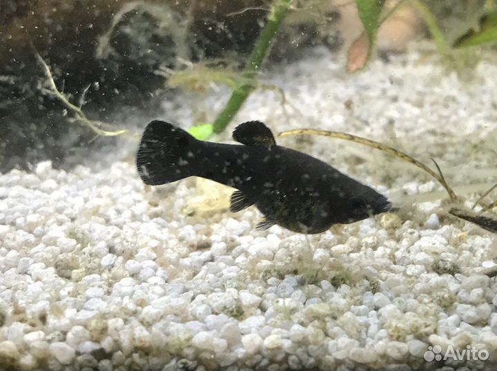 Моллинезии