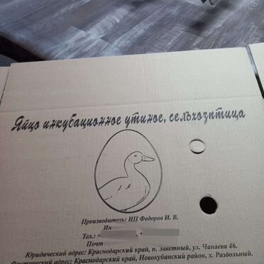 Инкубационное яйцо утки